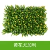 Huanghua Yogali