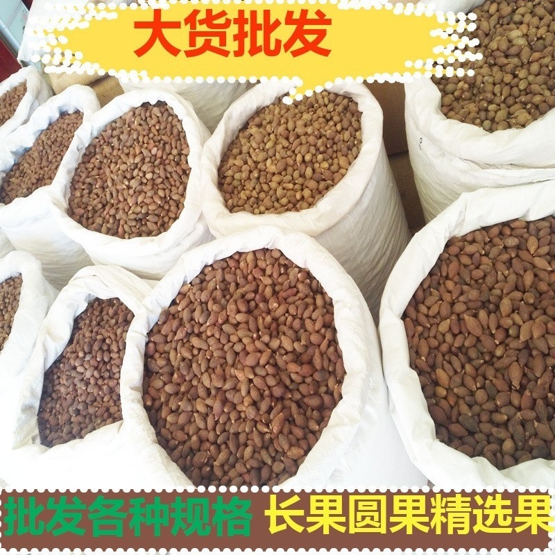 Fat Sea Seed Pang Da Hai 50g Dried Sterculia Seed for Throat-Soothing Herbal Tea Autumn Winter Wellness preparation