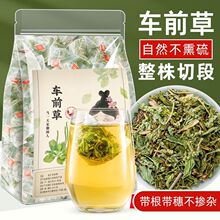 车前草新鲜中草药500g车钱草的功效与作用袋泡茶泡水喝粉