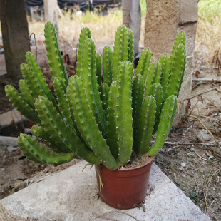 Zhangzhou Succulent Plant Wholesale Large Flower Rhinoceros Horn Old Pile Bare Root Florals and Green Plants Potted Gardening Seedlings