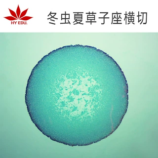 冬虫夏草子座横切生物切片 显微镜观察研究组织切片 成像清晰