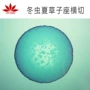 成像清晰生物研究切片
