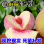 地栽嫁接种植冬桃桃树苗