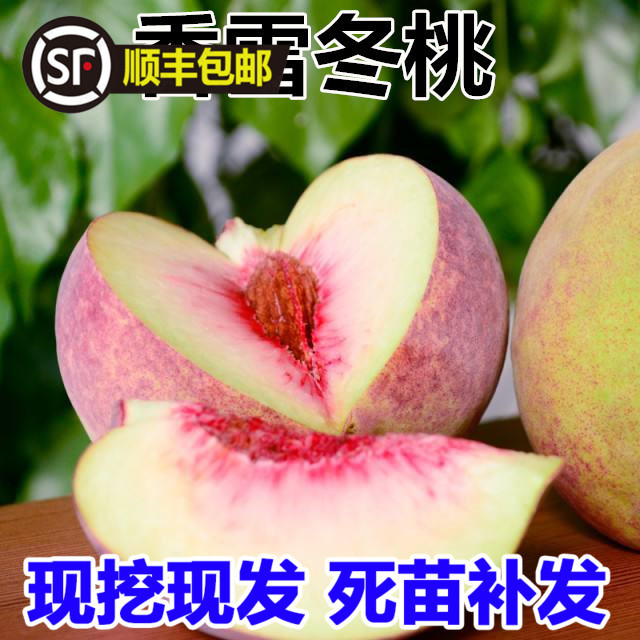 冬桃桃树活苗晚熟冬桃嫁接桃树苗当年结果地栽南北方种植桃树苗树