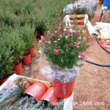 四季开花植物梅花盆栽苗松红梅满天星多花盆栽澳洲松叶牡丹苗花卉
