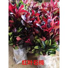 �t�~ʯ骘���С��t�_�e����t�ļ�����G�h���@ͥԺ���̾G����ľ