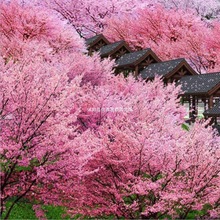 �羳��؛�ձ��ѻ��N����ľ���ܷN�� �׷N�׻��ļ��^������ ���N��