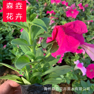 Petunia Engineering Green Space Green Plant Potted Petunia Seedlings Courtyard Flower Plants Nursery Base Wholesale
