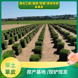 Lawn with Soil, Real Turf, Garden Road Greening Project, School Lawn, Playground Turf, Football Field, Real Lawn