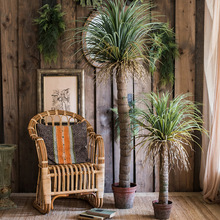 摩洛哥龍舌蘭 大型綠植盆景 熱帶植物設計師櫥窗陳列