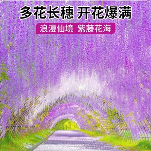 ���ٻ����ļ�����ֲ������L�������}���Ϙ�������ļ��_��������