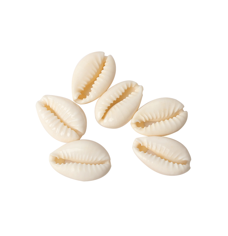 1 Piece Quantity 1 Piece Shell Solid Color DIY Jewelry Accessories Beads