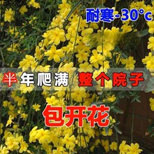 耐寒迎春花树苗盆景花庭院盆栽攀援爬藤垂吊类花卉报春花绿化苗巧