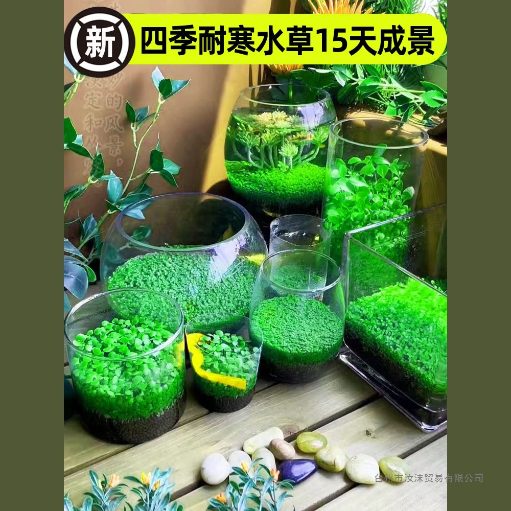 鱼缸水草种子生态玻璃瓶造景套餐植物种籽孑水培阴性真草盆栽装饰