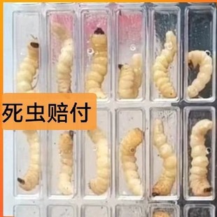 ���x �ɘ��x���xι�B�xľ�x�B�������x��ţ�x�����x�ѱ��x����x