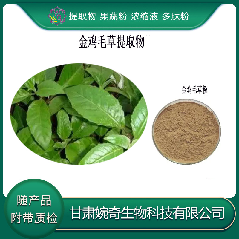 金鸡毛草提取物10:1 金鸡毛草粉 金鸡毛草浸膏 多种规格 现货供应