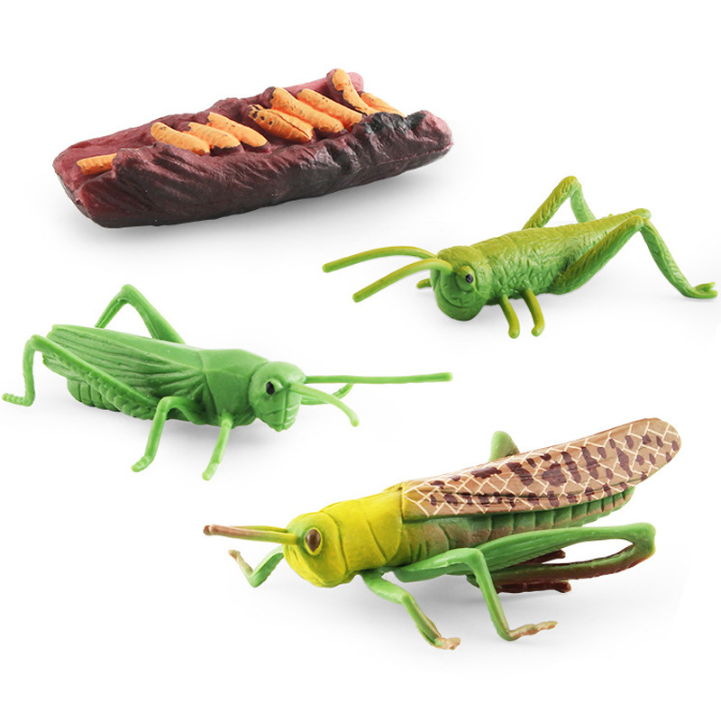 Transfronteriza simulación mini traje de insectos saltamontes abeja Araña ciclo de crecimiento etapa de vida cognitiva modelo de juguete