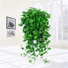 大盆长藤绿萝盆栽室内爬藤植物大叶垂藤吊兰客厅花卉水培绿植批发