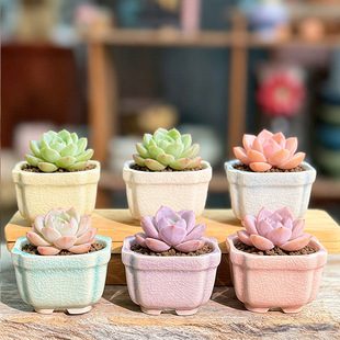 �R�������Ѽy�ķ����⻨�� ͸�⎧�_�մ��������������Nֲ����