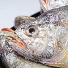 舟山正宗野生小黄鱼新鲜冷冻东海小黄花冰鲜小黄鱼海鲜黄鱼银鱼
