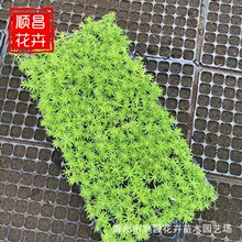 基地绿化工程佛甲草苗屋顶绿化黄金条穴盘苗批发金叶佛甲草穴盘苗