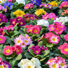 报春花种子四季易活波斯菊花籽花卉种子耐寒庭院室外盆栽花种籽子