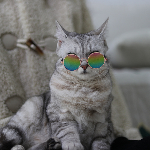 Pet Glasses Cat Supplies Creative Trendy Dog Pet Supplies New and Funny Funny Cat Sunglasses Wholesale