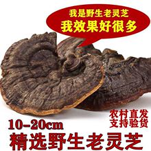 灵芝野生天然深山野生赤灵芝无柄赤芝灵芝切片野灵芝泡酒料包l