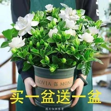 大盆牡丹栀子花四季开花绿植室内桌面盆栽源头工厂一件批发包邮