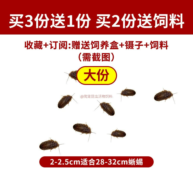 [杜比亚蟑螂昆虫爬宠活饵饲料新成体繁殖组半斤中国]