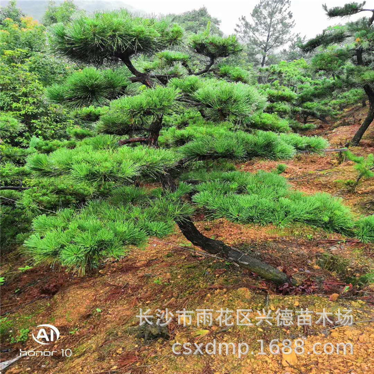 批发造型黑松 湖南黑松树苗 黑松树桩细心栽培 品相各异