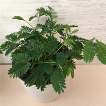 彩叶含羞草小盆栽美观趣味吸甲醛花卉绿植懒人自吸水室内观叶