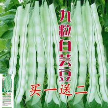 特級九粒白芸豆種子老來少豆角種籽孑早熟高產春秋季四季豆種子粒