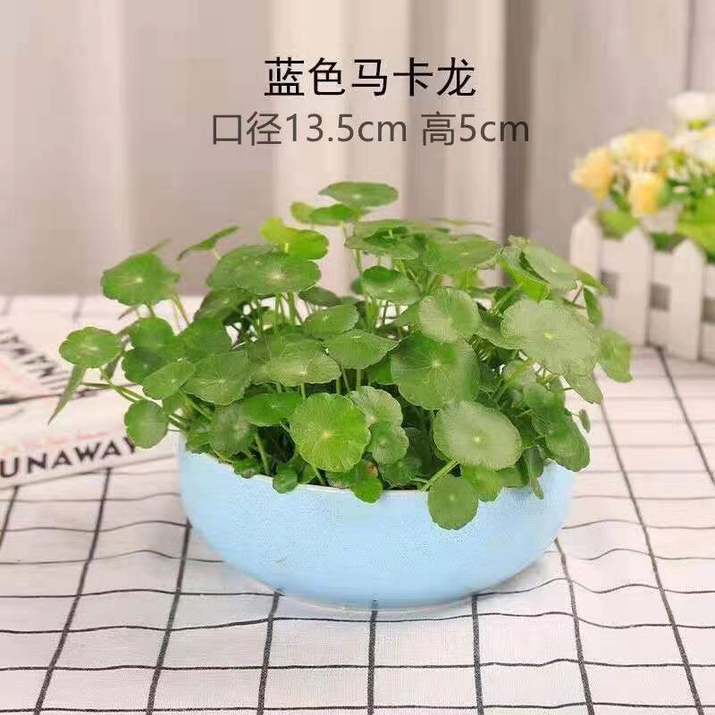 Money Grass for Attracting Wealth, All-Season Hydroponic Plant, Office Desktop Potted Money Grass Flower, Indoor Water-Grown Green Plant