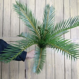 �����F�������҃ȾƵ��̈��쾰�Gֲ�[�����K�F�������b߷���