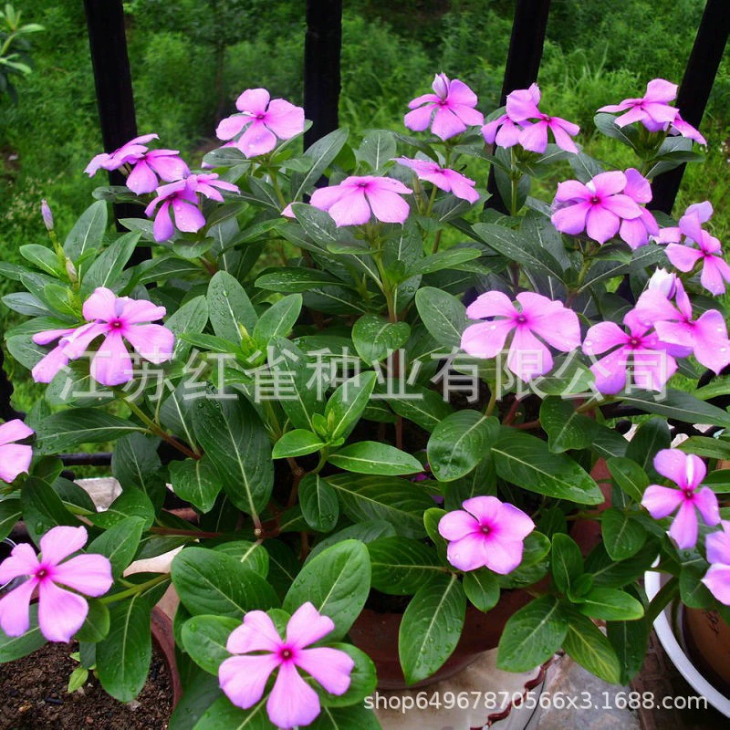 Catharanthus roseus семя цветов семя цветение засухоустойчивое четыре сезона посев легко выращивать живые балконные цветочные семена горшечные садовые семена