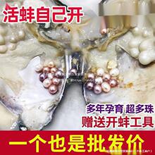 珍珠蚌自己开蚌取珍珠淡水活蚌壳河蚌多珠单珠鲜活真空打批发