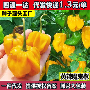 ħ�����N������ӡ�ȹ����N�Ѽt�S���\���ļ��̨�����߲˷N��