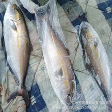 冰鲜油甘鱼新鲜刺身 青甘鱼刺生鱼 黄狮鱼鲜活章红鱼南油台海鰤鱼