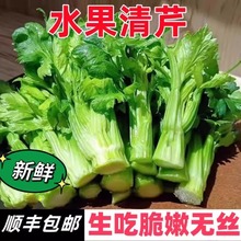 云南高原水果清芹生吃新鲜水果芹菜西芹当季蔬菜现采现发顺丰包邮