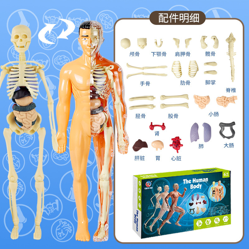 Translucent whole body bones (color box)