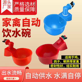 家禽自动饮水碗鸽子养鸡用水壶新款鸭子鹅喂鸡自动饮水器饮水碗