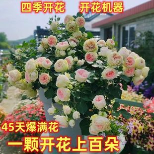 ���ͺ����ļ��Nޱ�����ٱ��¼��󻨝���ͥԺ����ֲ�ﻨ�����Դ���