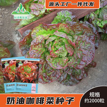 批发奶油咖啡菜种子汉堡沙拉红绣球生菜种籽紫红色紫叶四季播菜籽