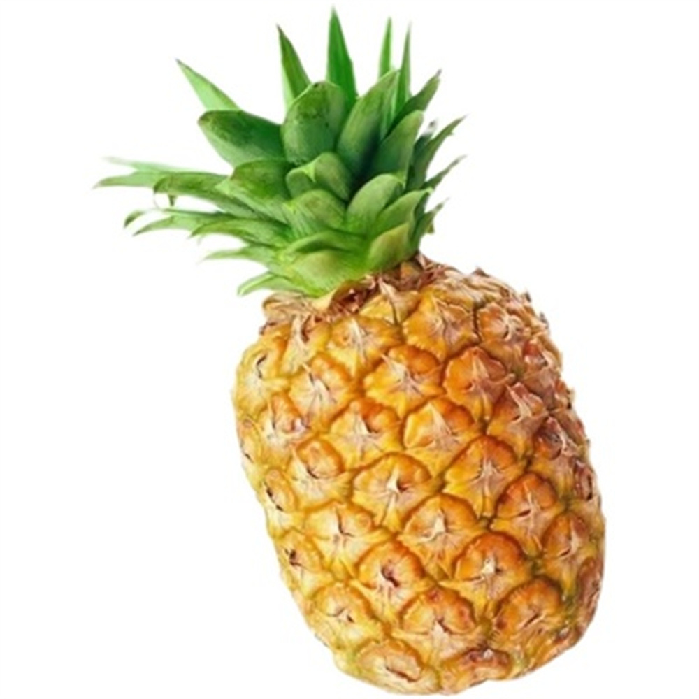 新品台湾金钻凤梨苗阳台庭院盆栽 地菠萝果树苗南方盆栽地栽带叶