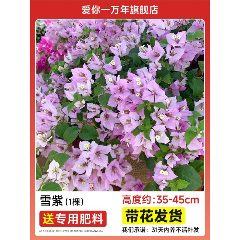 부겐빌레아 : 은빛 가장자리가 있는 큰 연보라색 묘목 [꽃과 함께 배송] + 비료