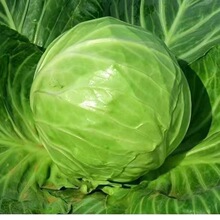 �ļ����Nˮ�����{�N��ɏ���׷N�Ѿ��Ĳ˰��˷N���r���߲˷N��