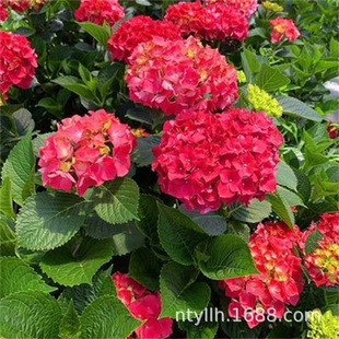 Ruby Hydrangea Seedlings Large Flower Wanhua Mirror Endless Summer Galaxy Outdoor Balcony Easy to Grow Garden Flower Potted Plants