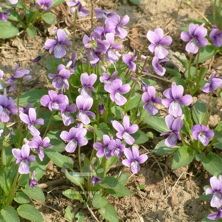 出售花海种籽紫花地丁种子野堇菜光瓣堇菜苦地丁种子四季可播