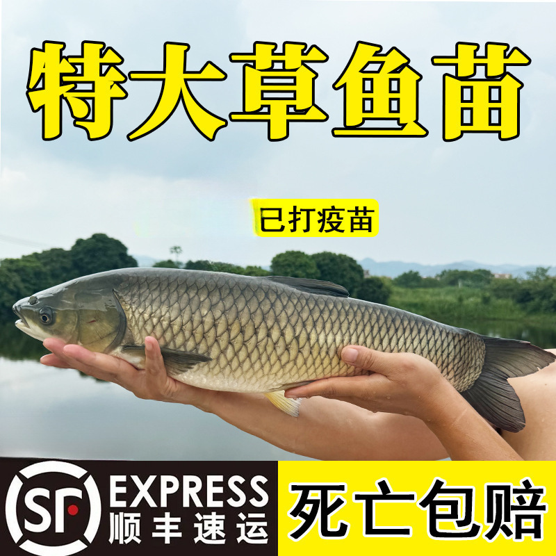 Pequeño alevín de hierba gran carne crujiente, alevín de hierba pequeña, alevín de hierba de agua dulce, alevín de hierba de Anhui, alevín de hierba de cuatro grandes al por mayor.